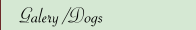 Galery /Dogs